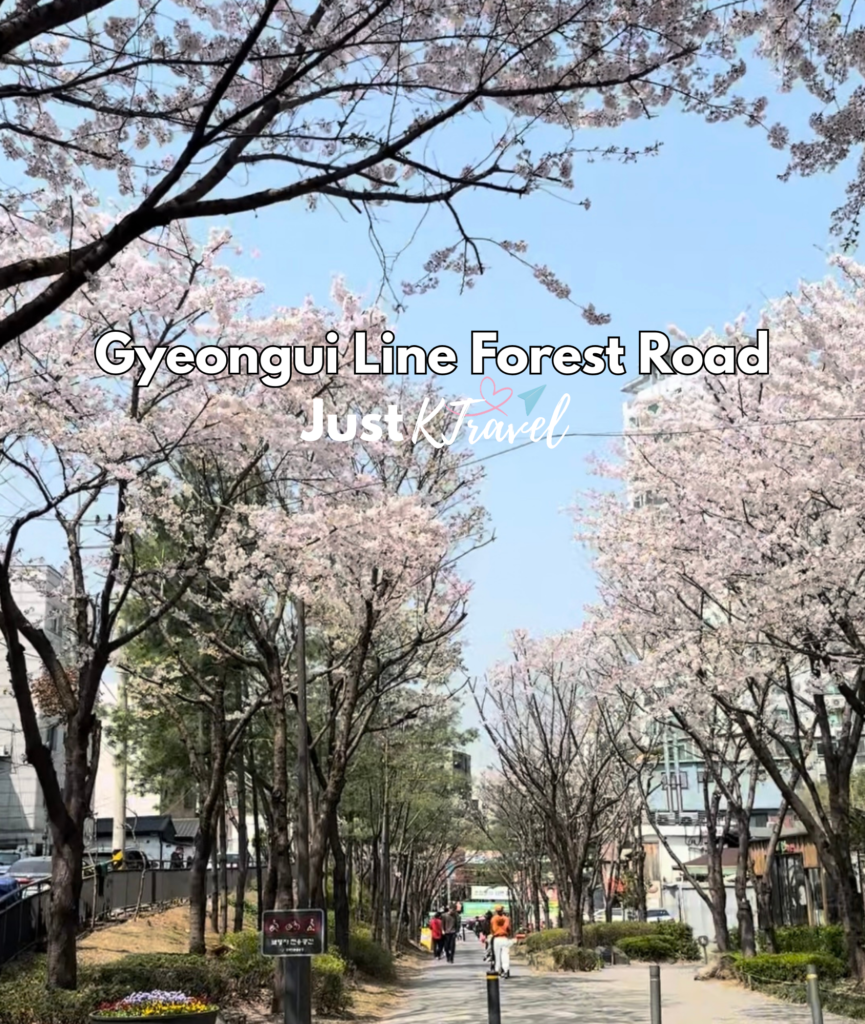 Korea cherry blossom spring travel guide