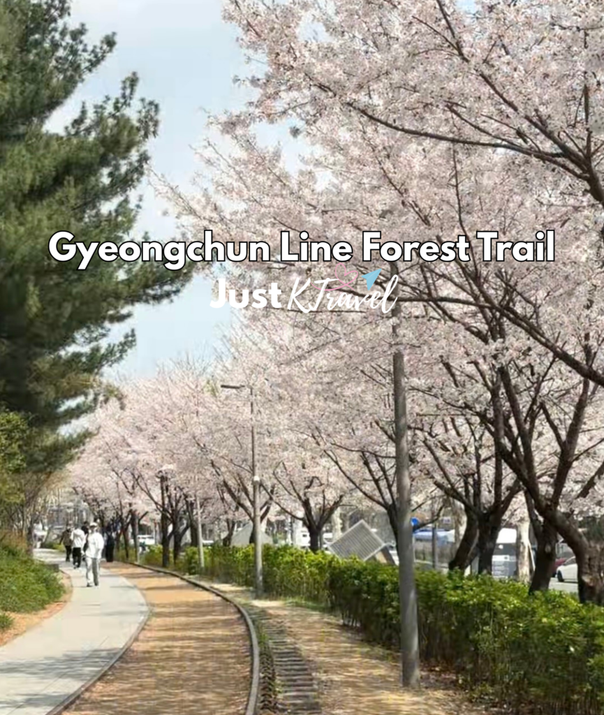 Korea cherry blossom spring travel guide