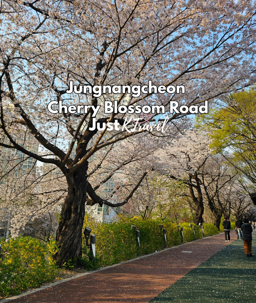 Korea cherry blossom spring travel guide