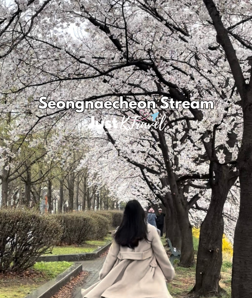 Korea cherry blossom spring travel guide