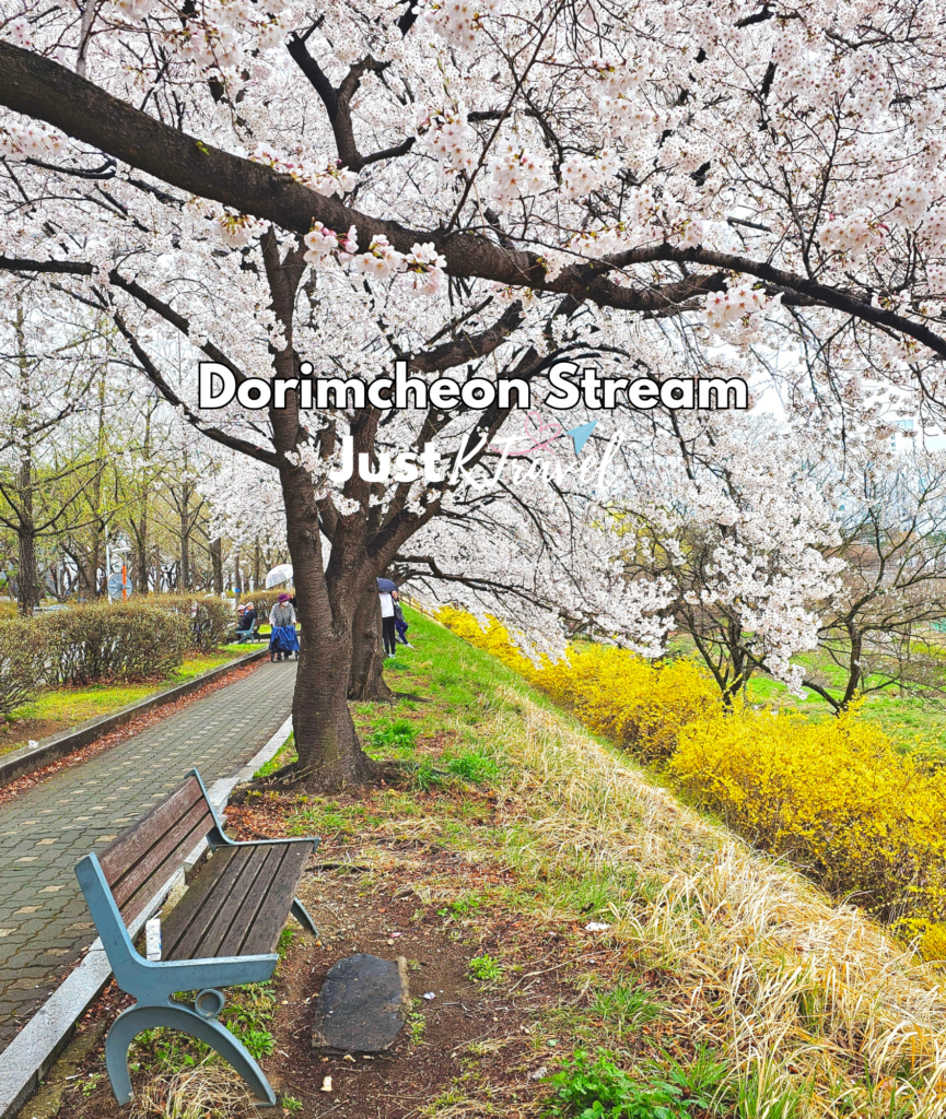 Korea cherry blossom spring travel guide