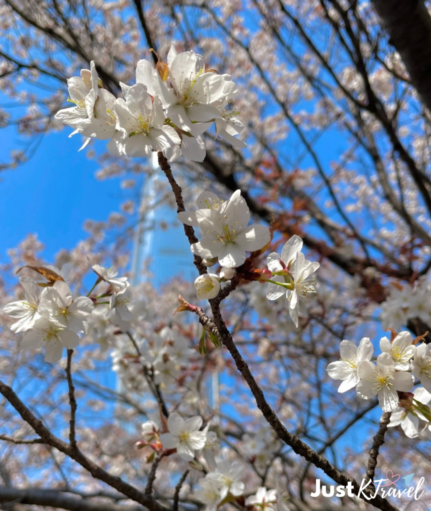 Cherry blossoms at Gyeongbokgung Palace in Seoul during spring