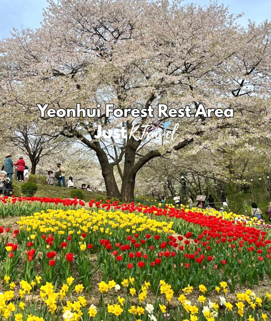 Korea cherry blossom spring travel guide