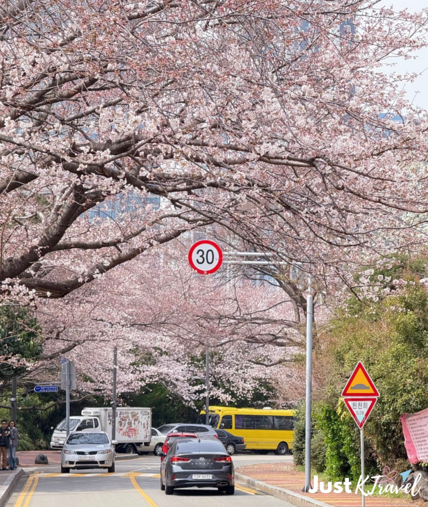 Cherry blossom road with ocean view at Dalmaji Hill