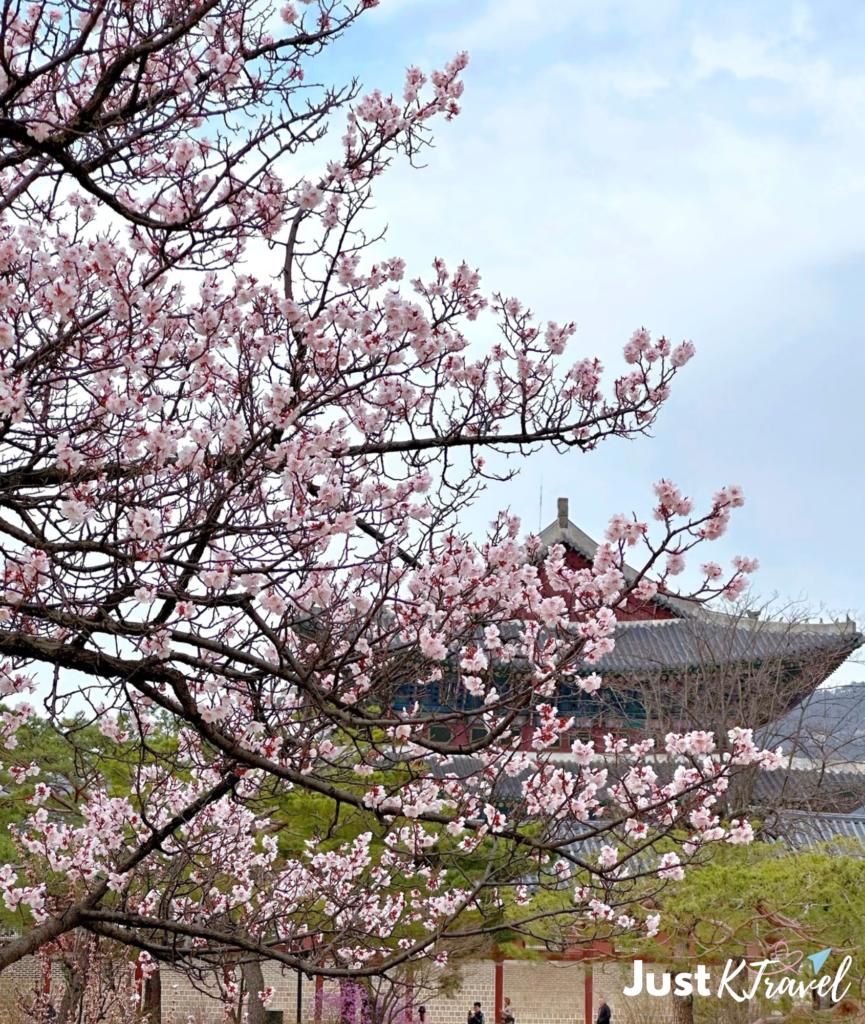 Cherry blossoms at Gyeongbokgung Palace in Seoul during spring