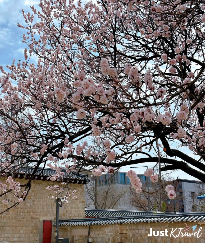 Cherry blossoms at Yeouido Hangang Park Seoul