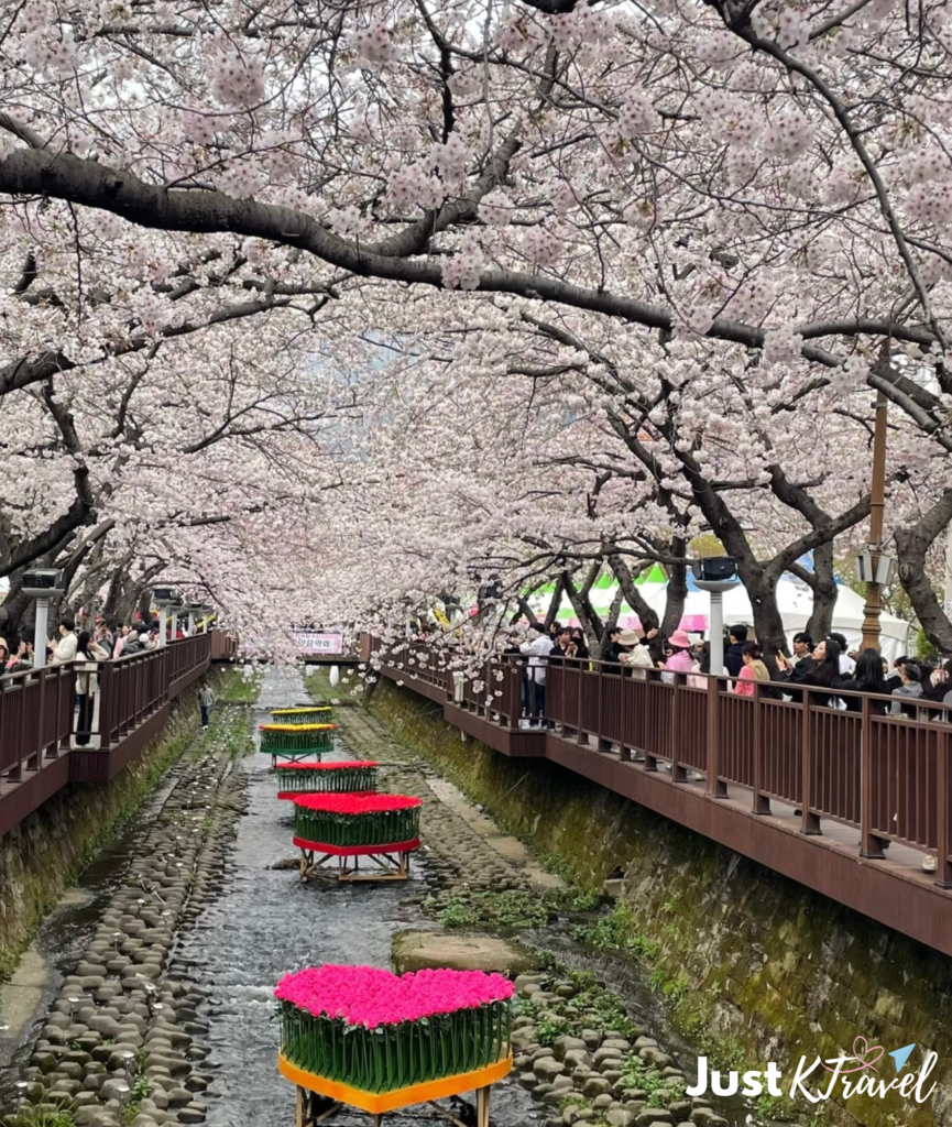Cherry blossom tunnel at Gyeonghwa Station Jinhae
