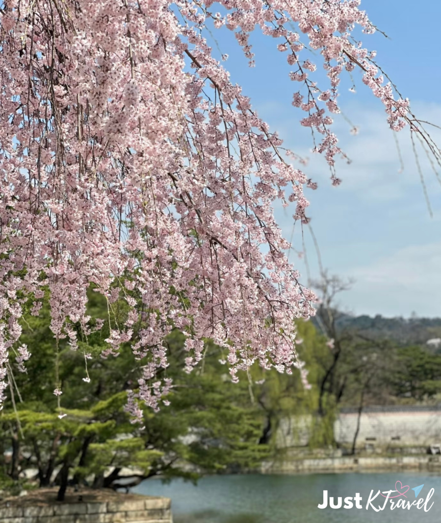 Cherry blossoms in South Korea during spring in Seoul and Busan
