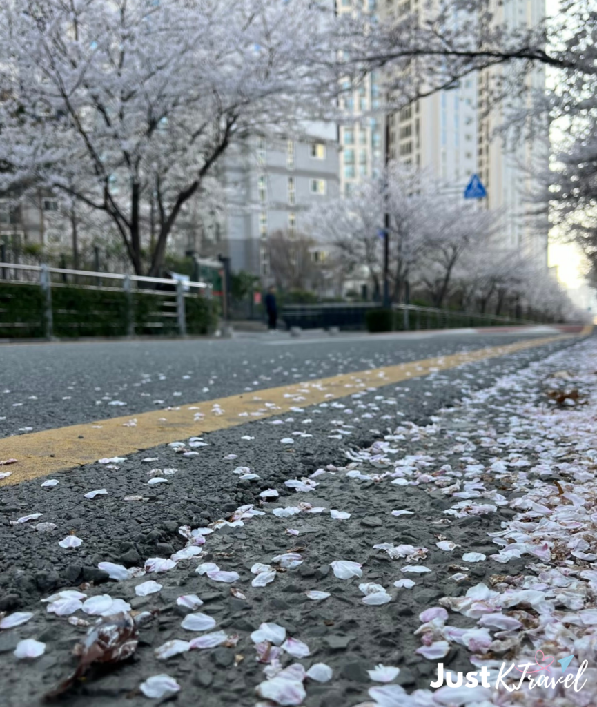 Cherry blossoms along Oncheoncheon Stream walkway