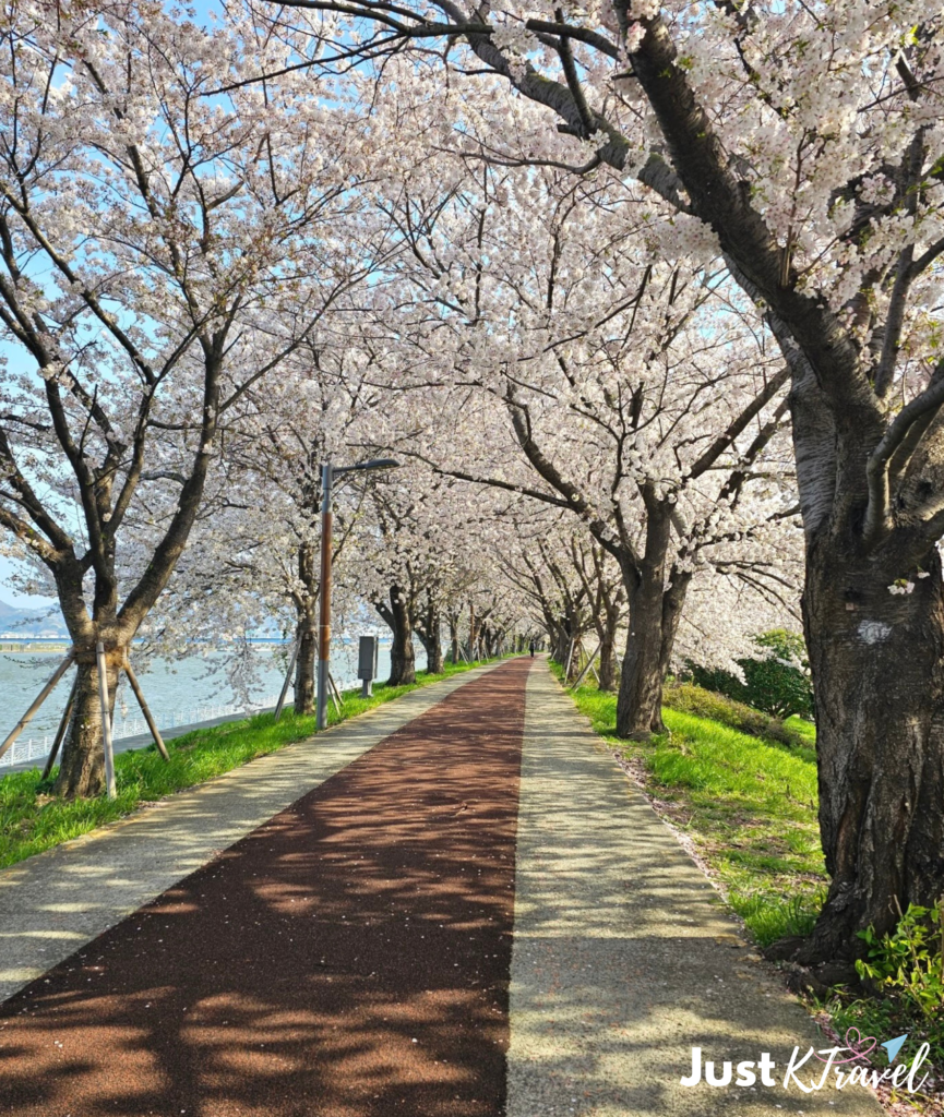 Cherry blossom paths at Samnak Ecological Park in Busan
