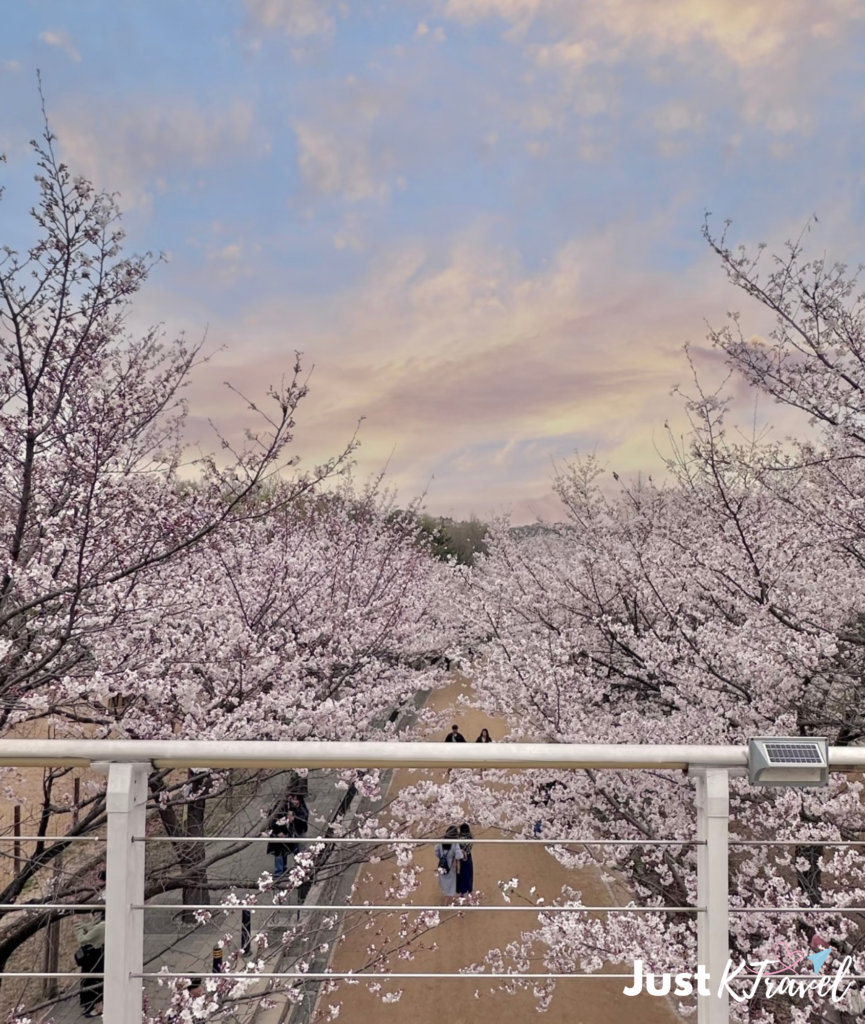 Spring cherry blossoms and walking paths at Seoul Forest