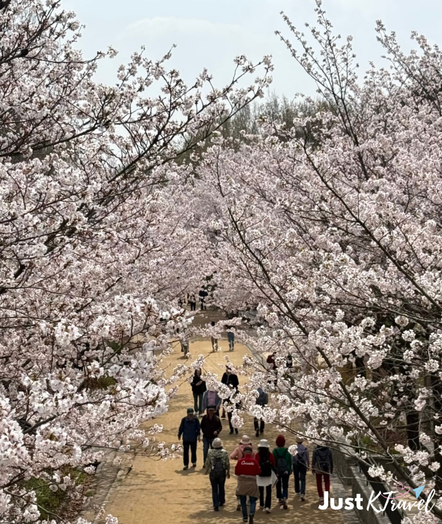 Cherry blossoms at Seoul Forest park walking path