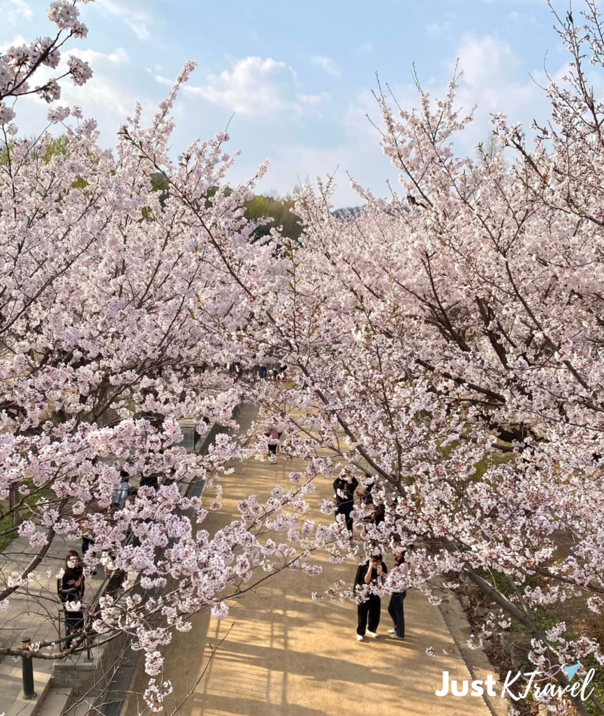Seoul Forest cherry blossoms and walking paths in spring
