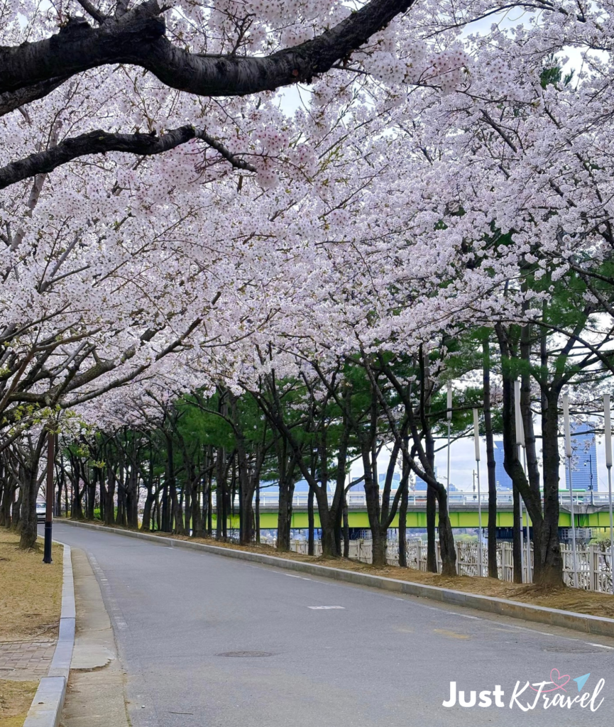 Han River cruise view during cherry blossom season in Seoul