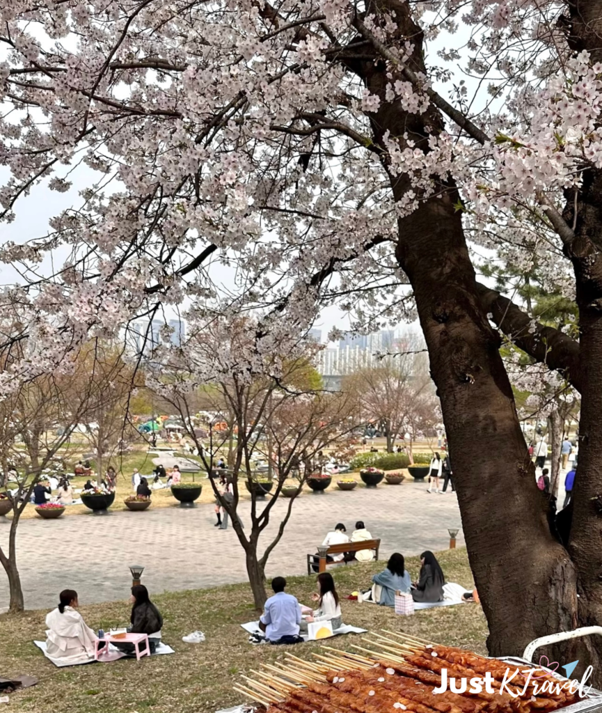 Yeouido Hangang Park cherry blossom festival in Seoul