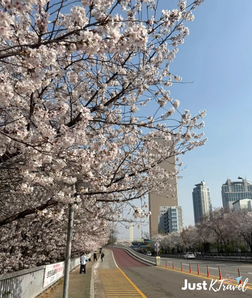 Cherry blossom trees at Yeouido Hangang Park during spring festival