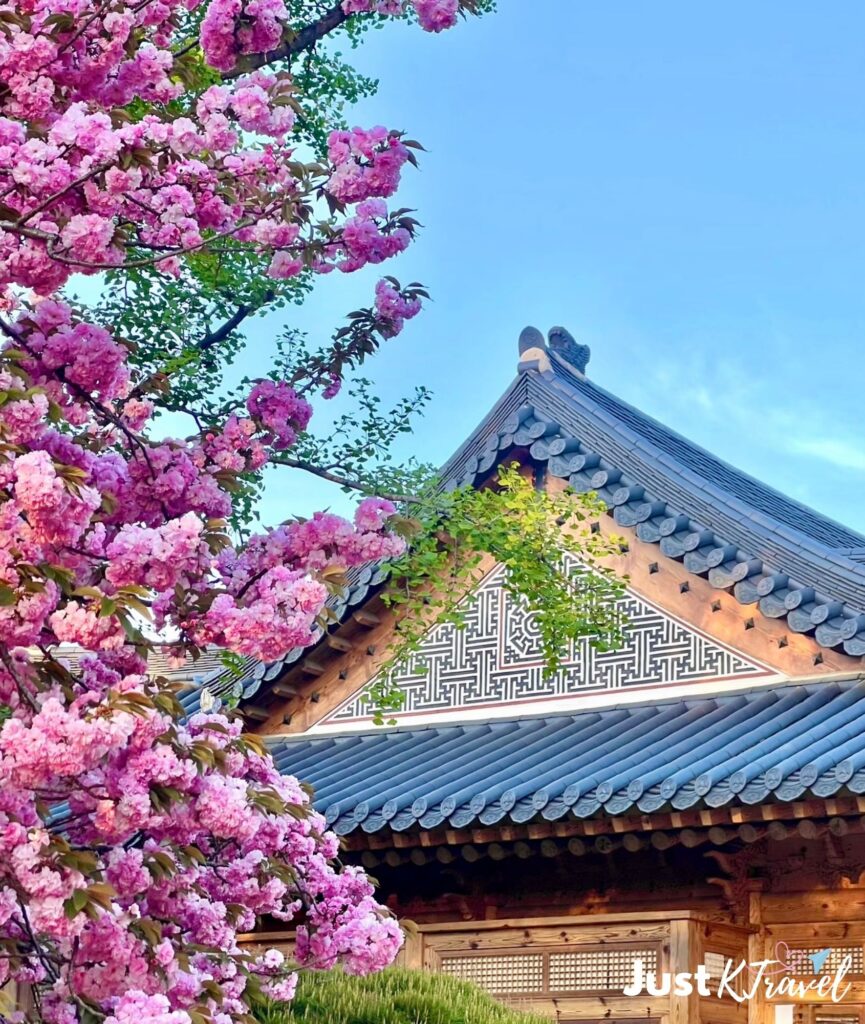 Double cherry blossom at National Assembly Sarangjae Seoul Korea spring