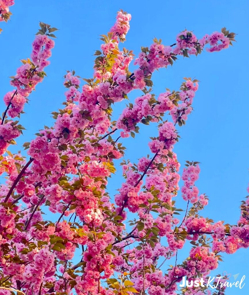 Cherry blossom tunnel at Seoul Grand Park with pink flowers