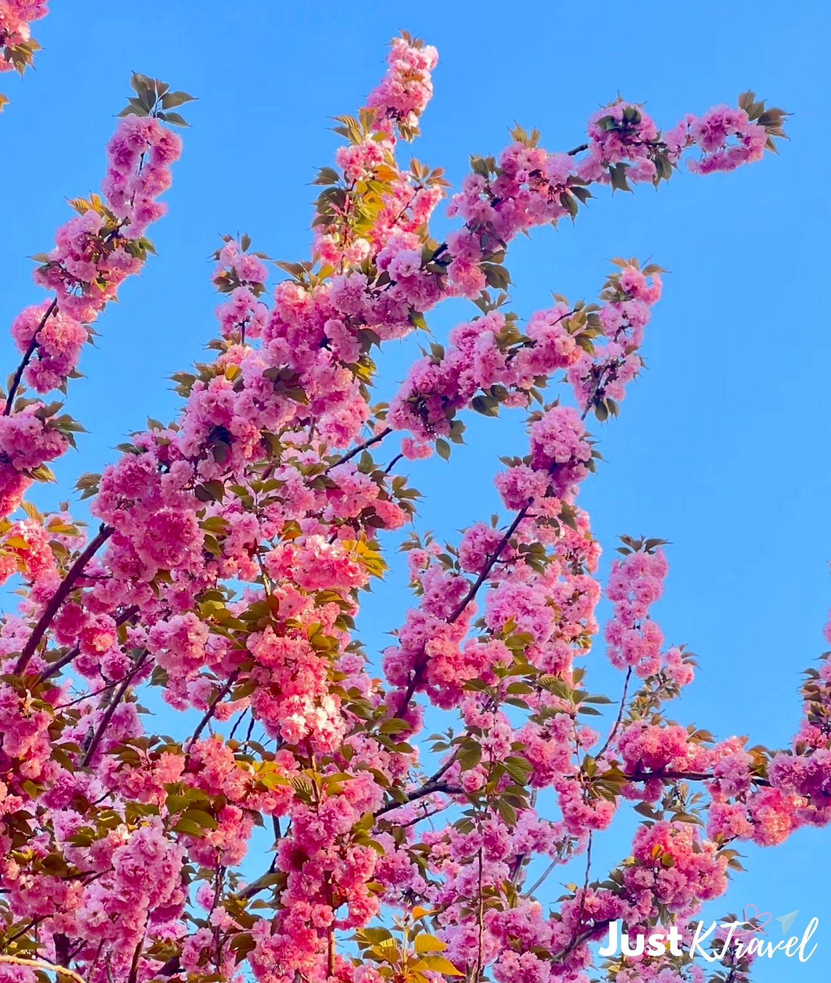 Cherry blossom tunnel at Seoul Grand Park with pink flowers