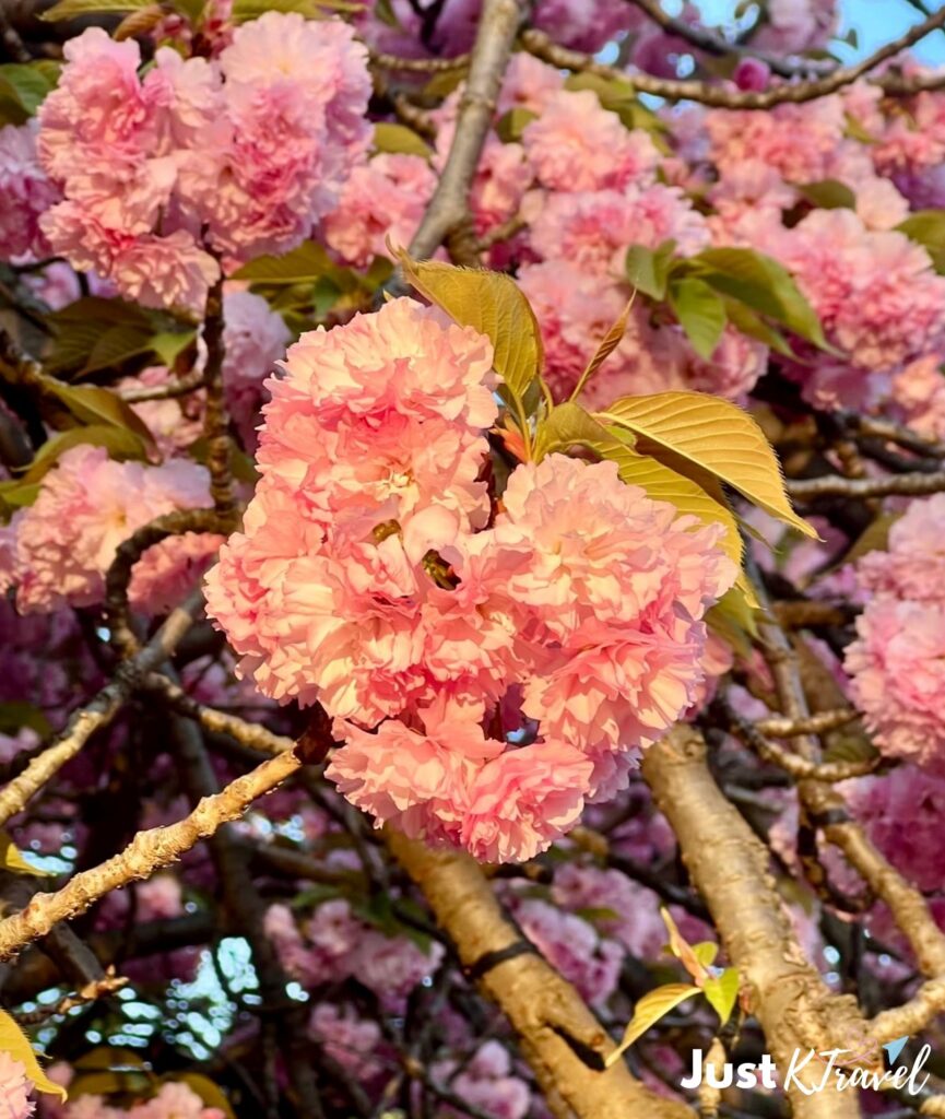 Double cherry blossom at Gamsagongmyoyeok Jeju quiet scenic spot