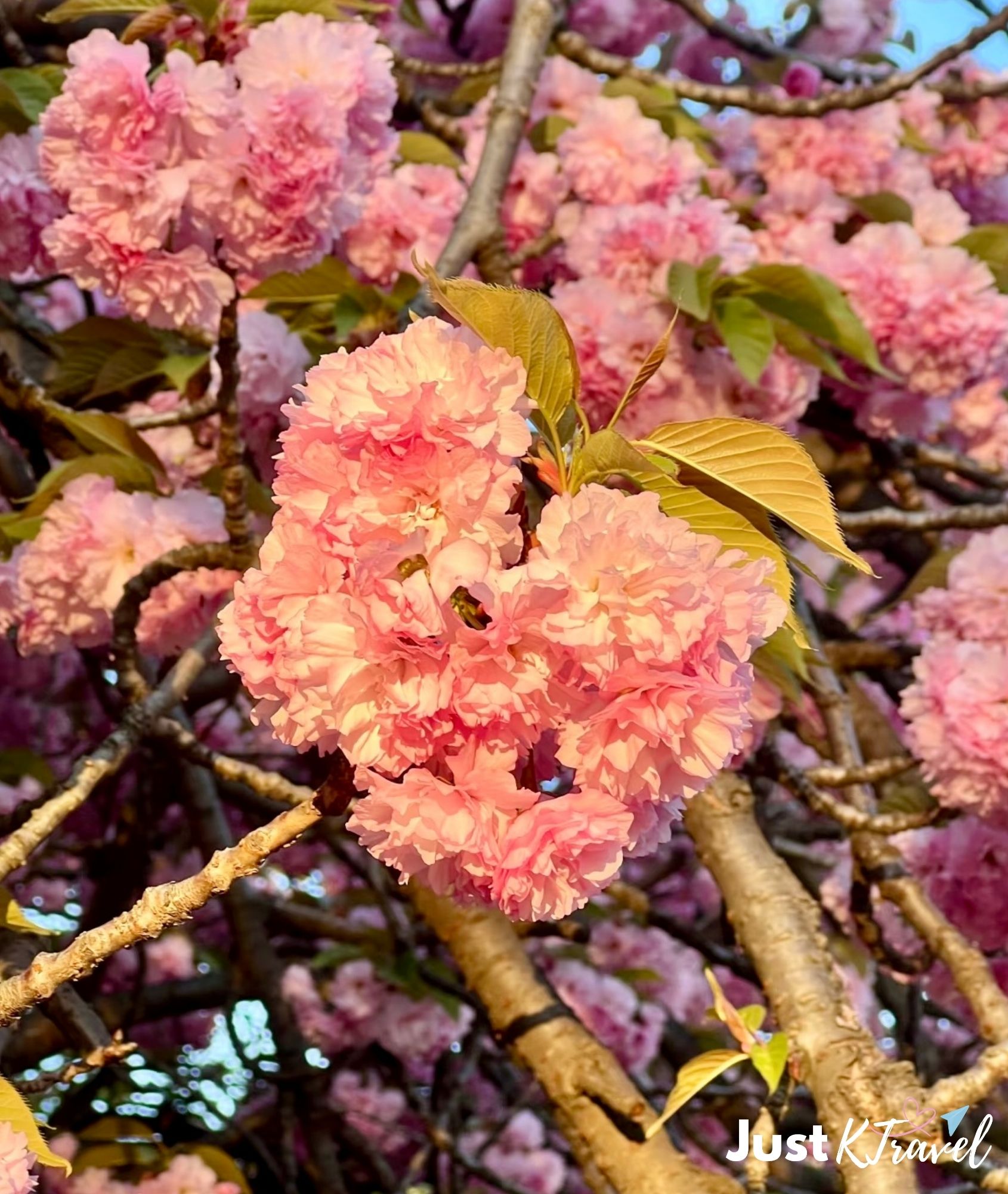 Double cherry blossom at Gamsagongmyoyeok Jeju quiet scenic spot