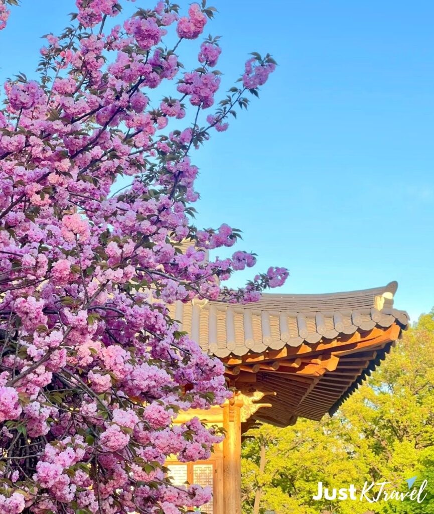 Quiet morning cherry blossom at National Assembly Sarangjae Seoul