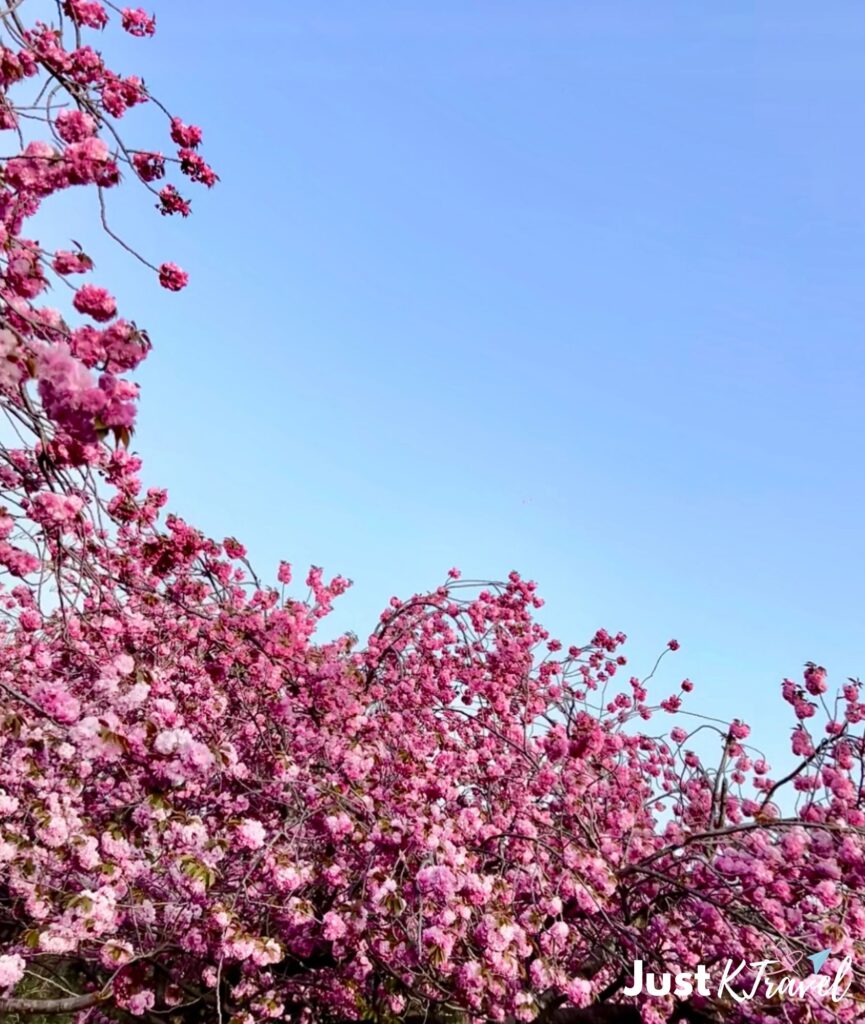 Cherry blossom trees at Busan Citizens Park in spring