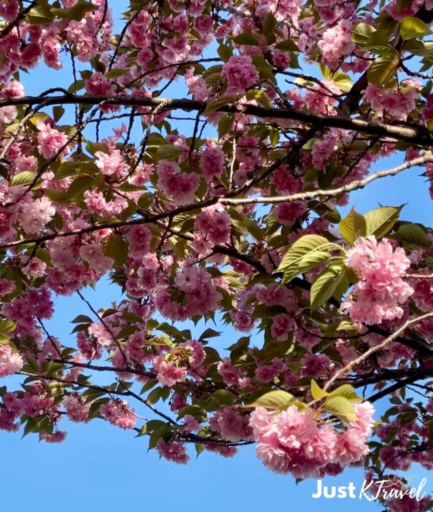 Double cherry blossom at Boramae Park Seoul late blooming spring