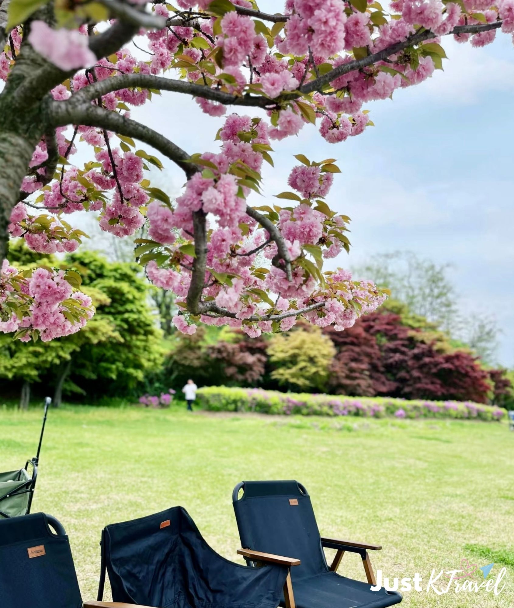 Double cherry blossom at Misajeongjeong Park Hanam photo spot