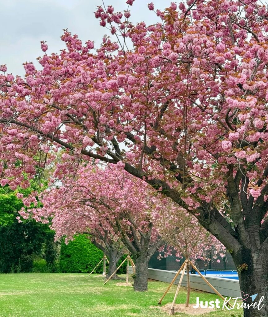 Cherry blossom at Democracy Park Busan with city view