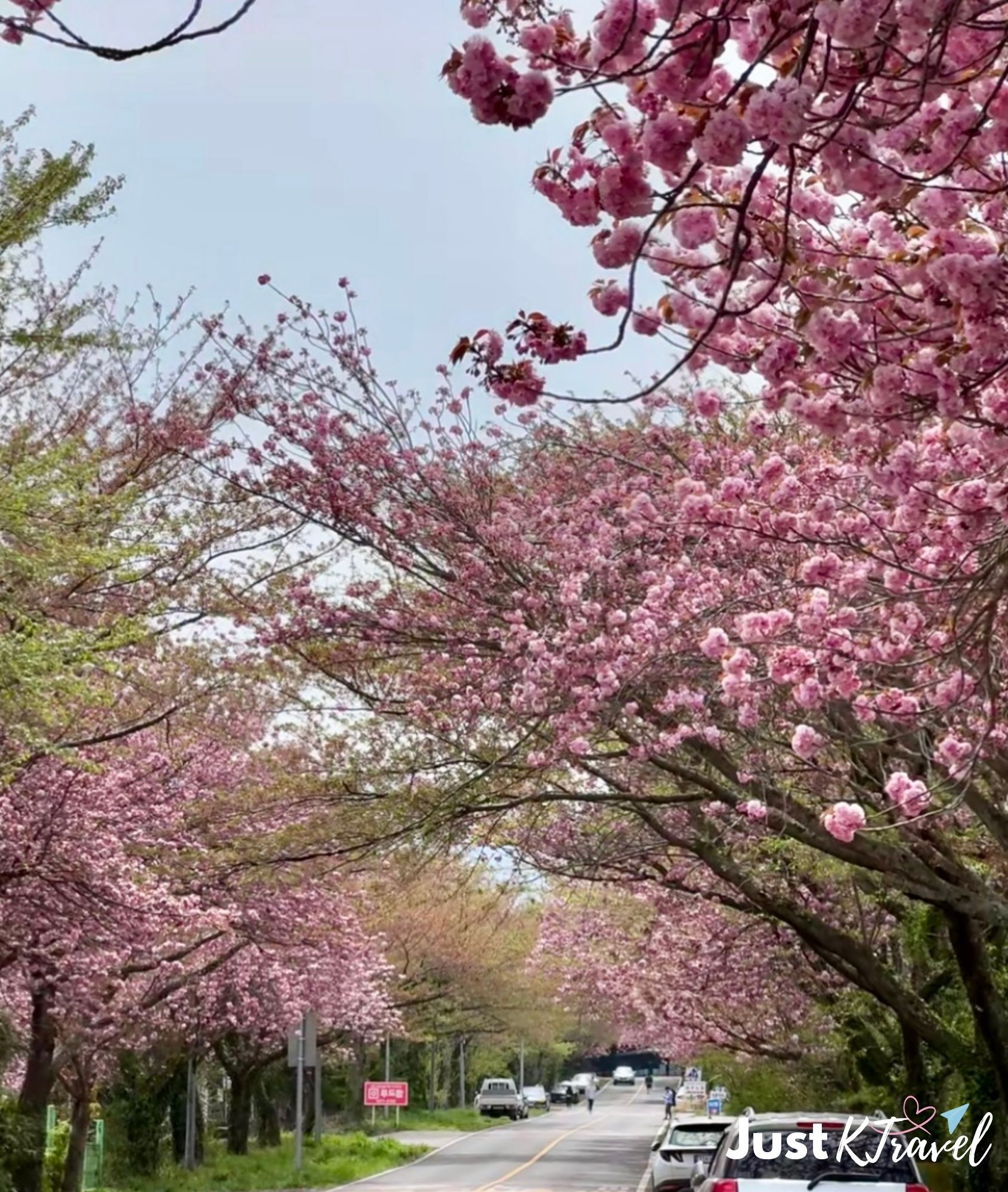 Cherry blossom garden at Sanghyowon Seogwipo Jeju spring