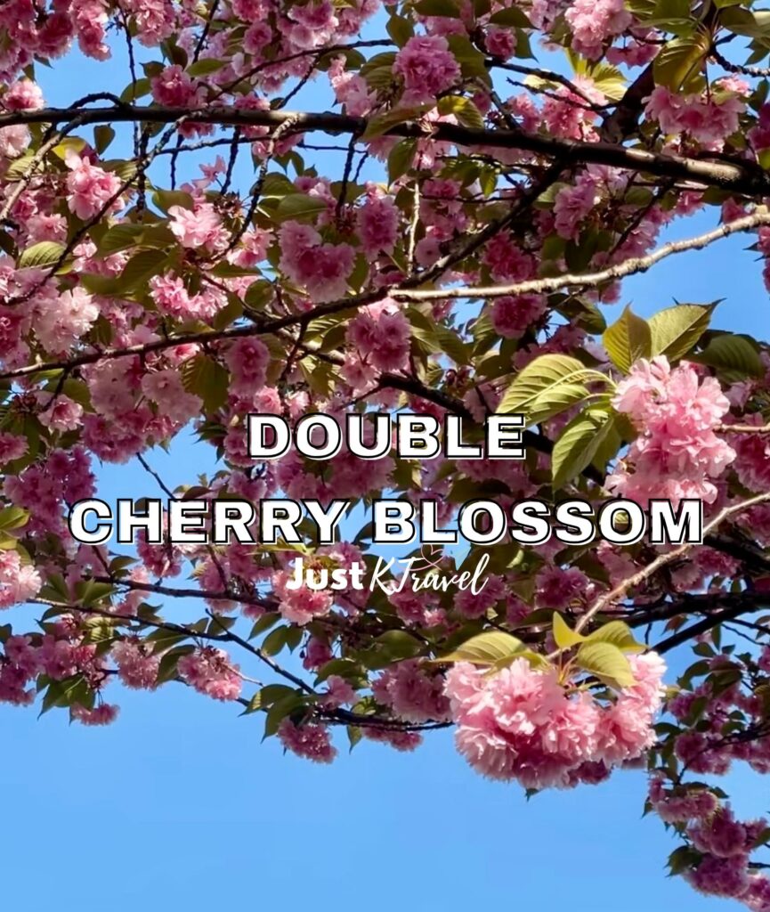 Double cherry blossoms in Korea during late spring with soft pink layered petals