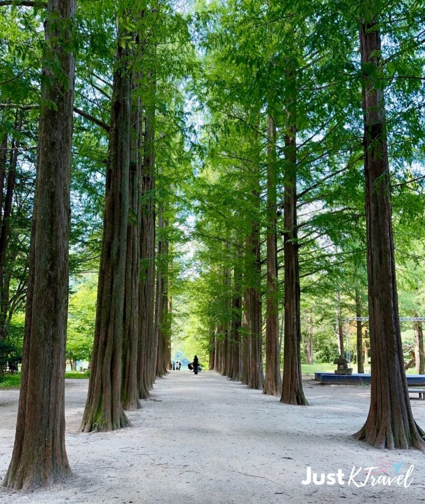 Nami Island tree lined road day trip from Seoul Korea