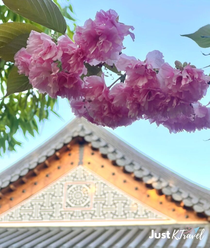 Late blooming cherry blossoms near National Assembly Sarangjae in spring