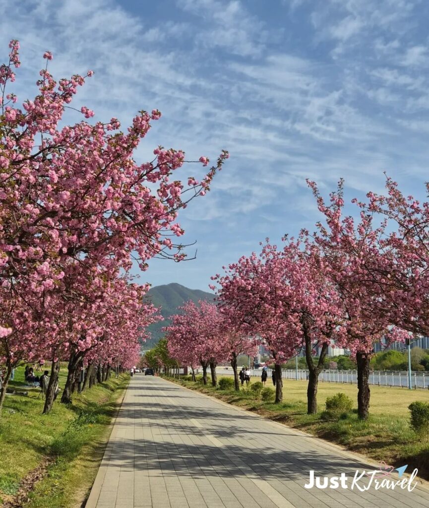 Double cherry blossoms at Misajeongjeong Park with scenic walking paths