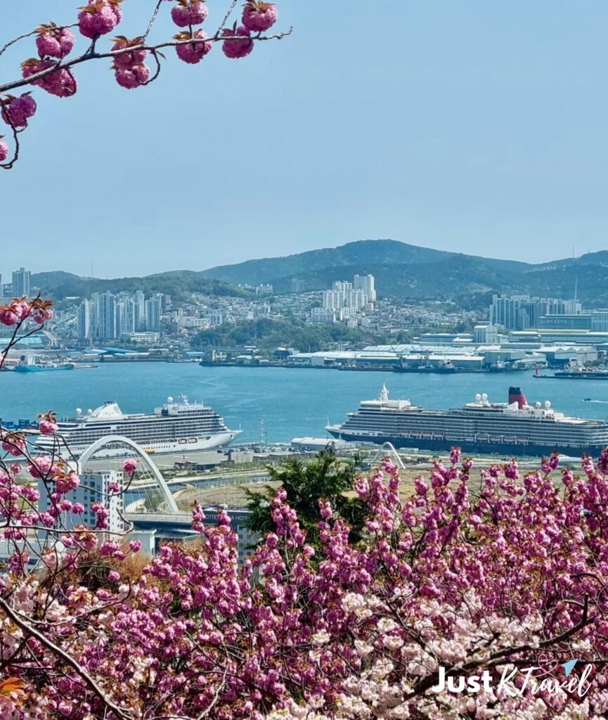 Cherry blossoms at Democracy Park overlooking the sea during late spring