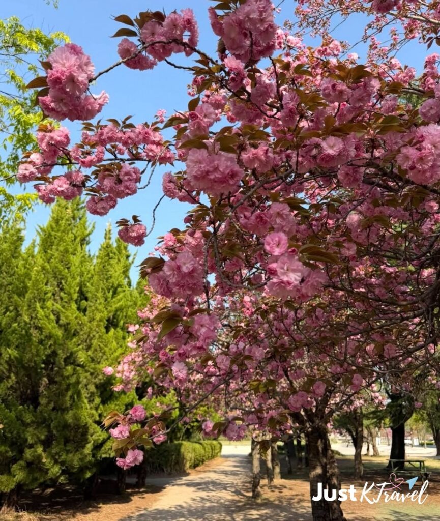 Double cherry blossoms at Bulguksa Temple with traditional temple architecture in spring