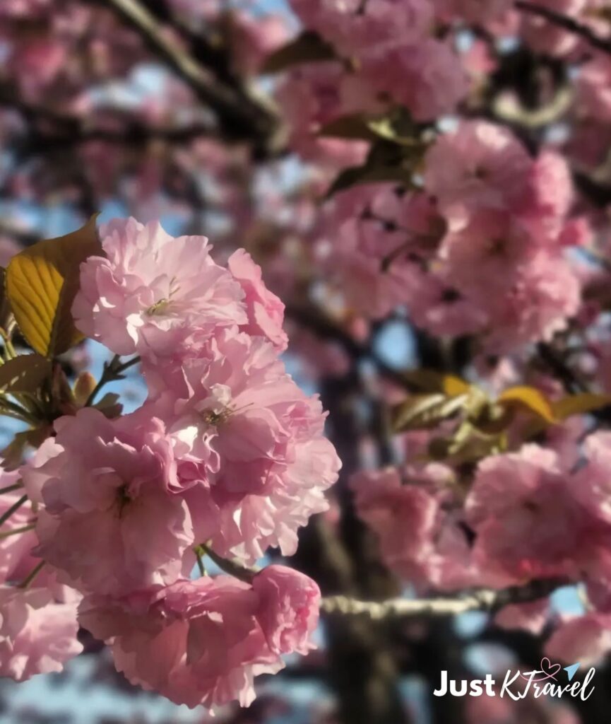 Double cherry blossoms in Seoul during late April, a great alternative if you missed cherry blossoms in Korea