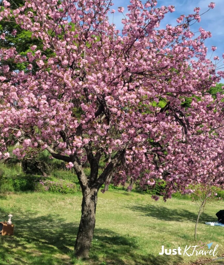 Late April double cherry blossoms in South Korea with full pink layered petals