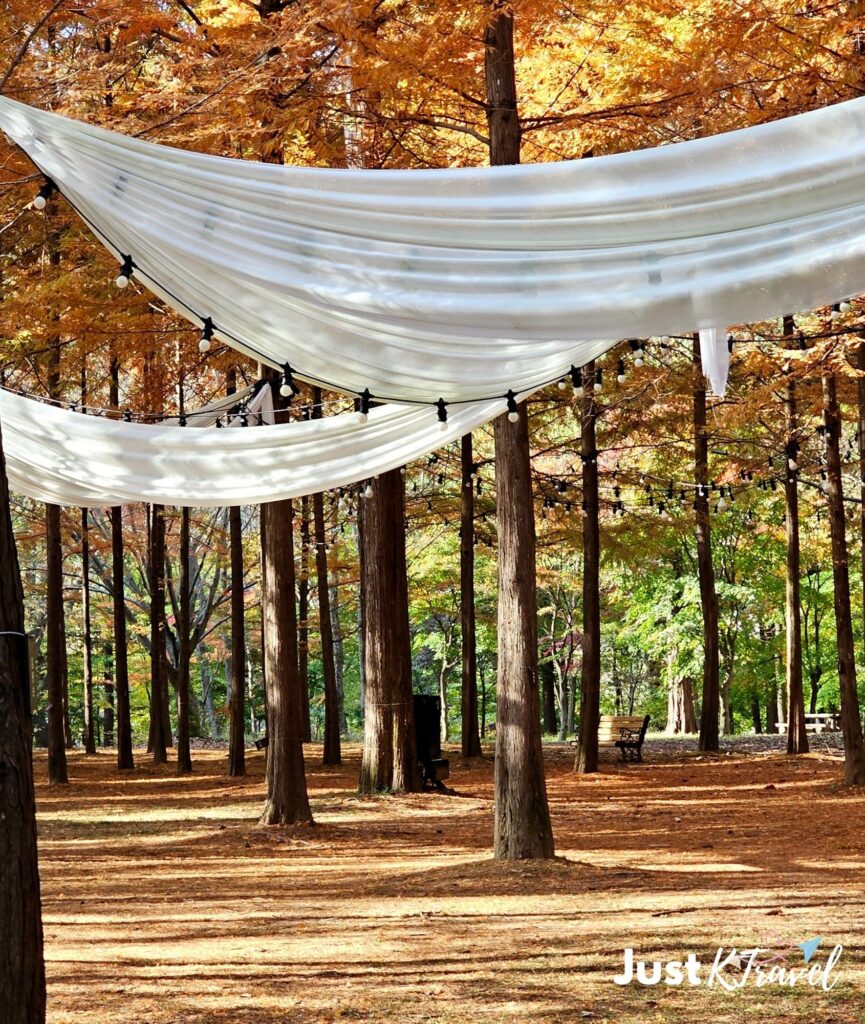 Nami Island metasequoia tree lined road autumn South Korea