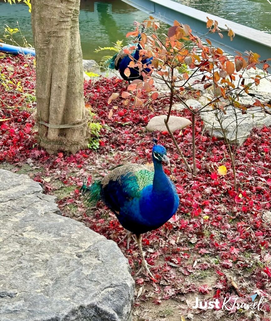 Peacock roaming freely in Nami Island South Korea