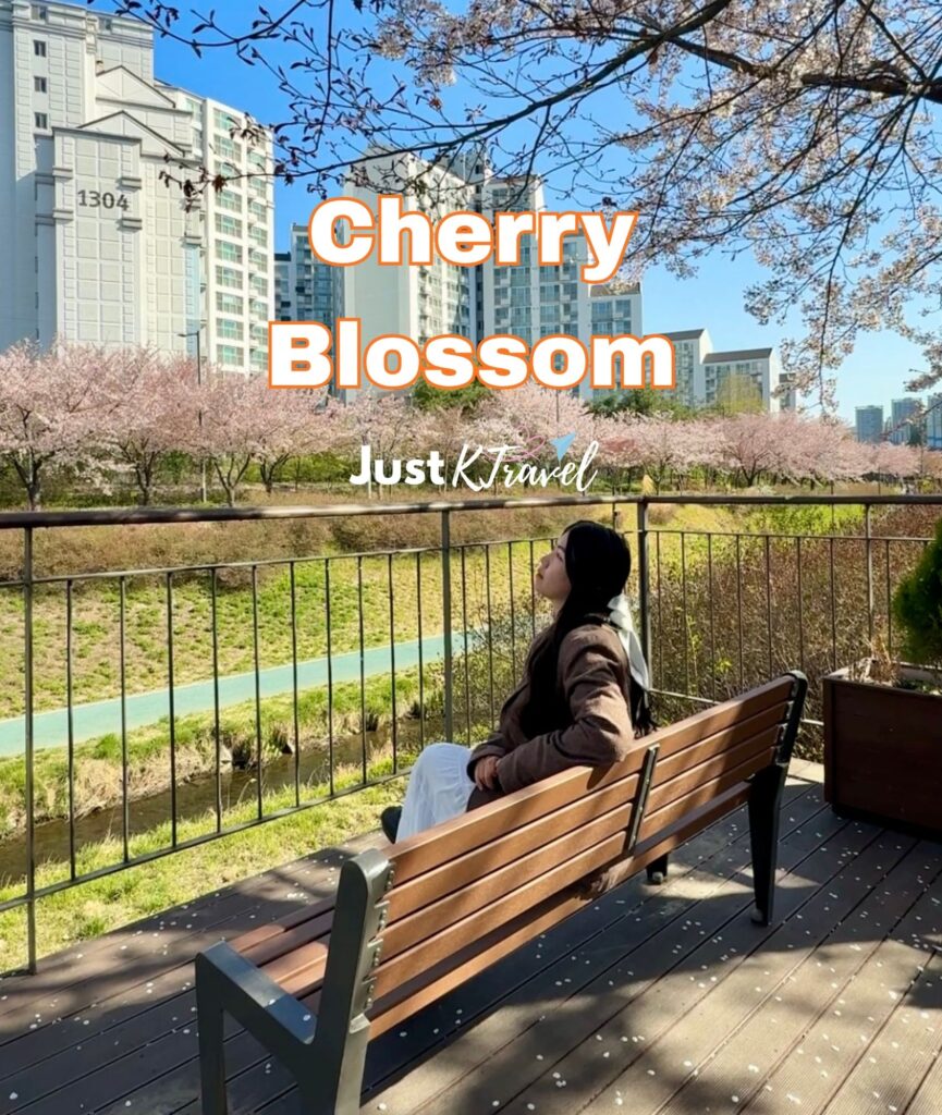 Cherry blossom trees in full bloom along streets and parks in Seoul, South Korea