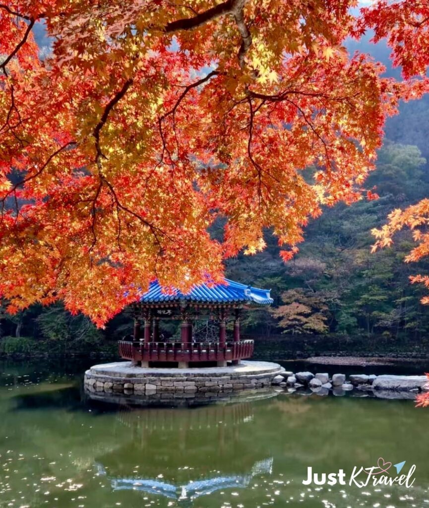 Brilliant red maple leaves during autumn at Naejangsan National Park in Korea
