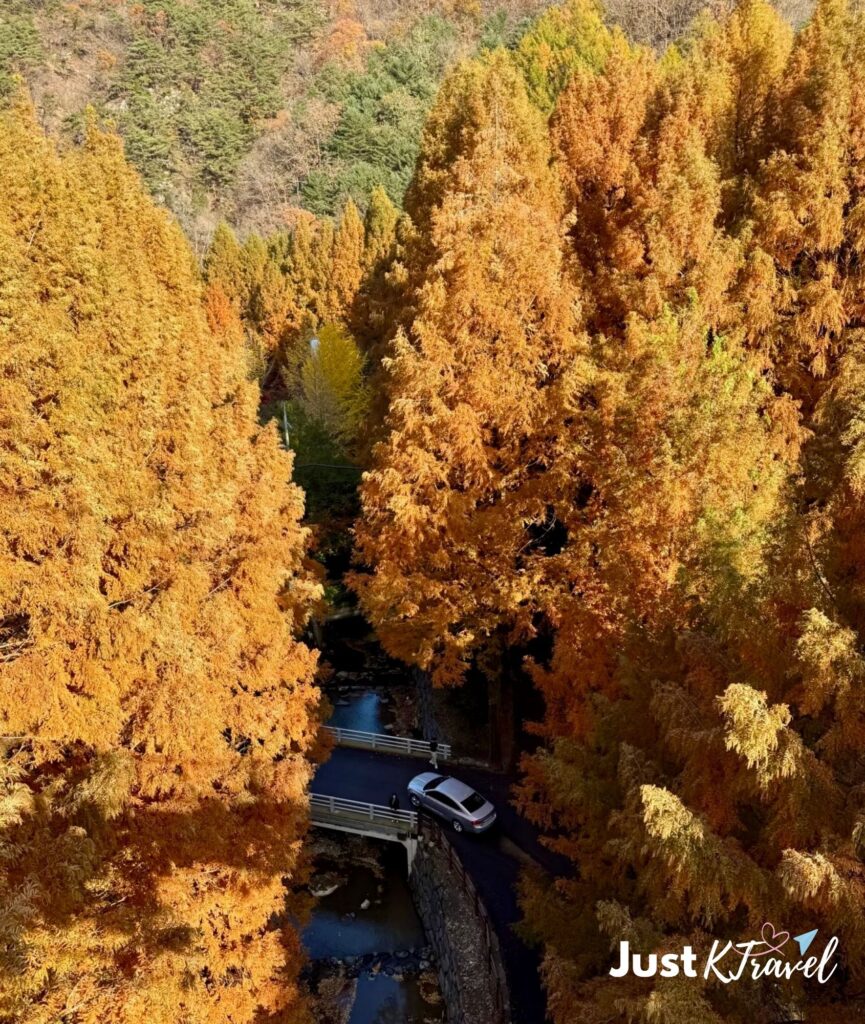 Metasequoia trees displaying vibrant autumn colors at Jangtaesan Forest in Daejeon