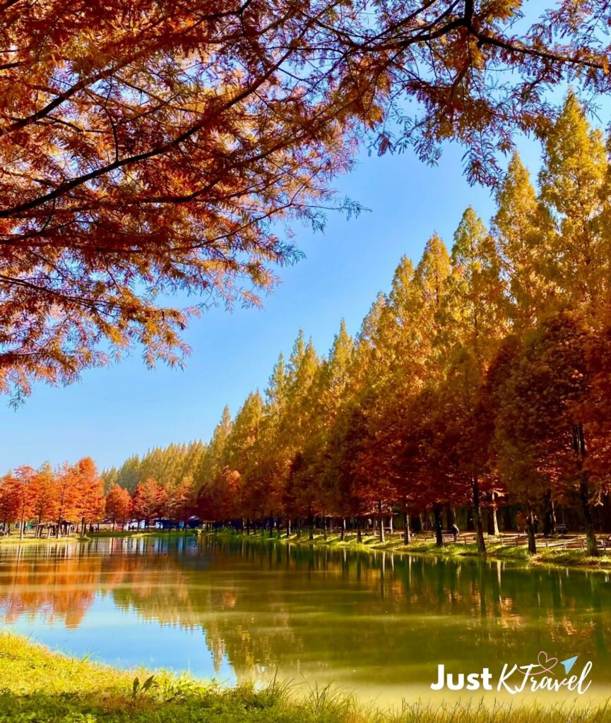 Autumn colors along the famous Damyang Metasequoia Road in South Korea