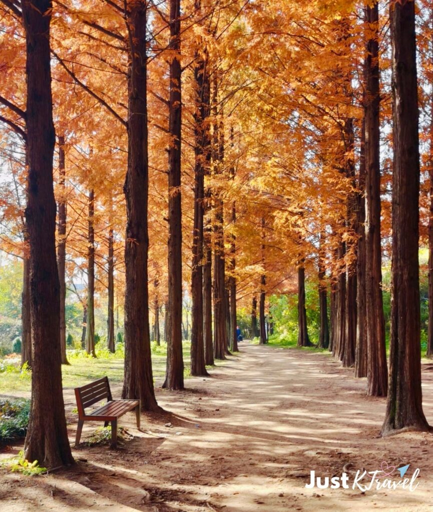 Autumn metasequoia trees along Haneul Park forming a golden fall pathway in Seoul