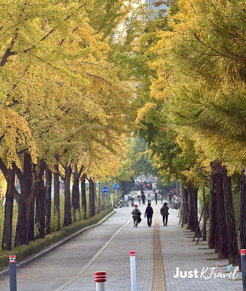 Autumn leaves along Wiryeseong-gil Autumn Foliage Road with warm seasonal colors covering a peaceful walking trail