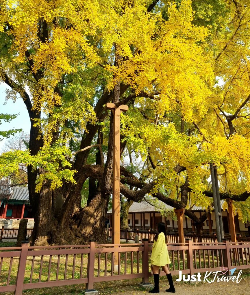 Visitor standing at Sungkyunkwan University Myeongnyundang surrounded by autumn trees and historic Korean architecture