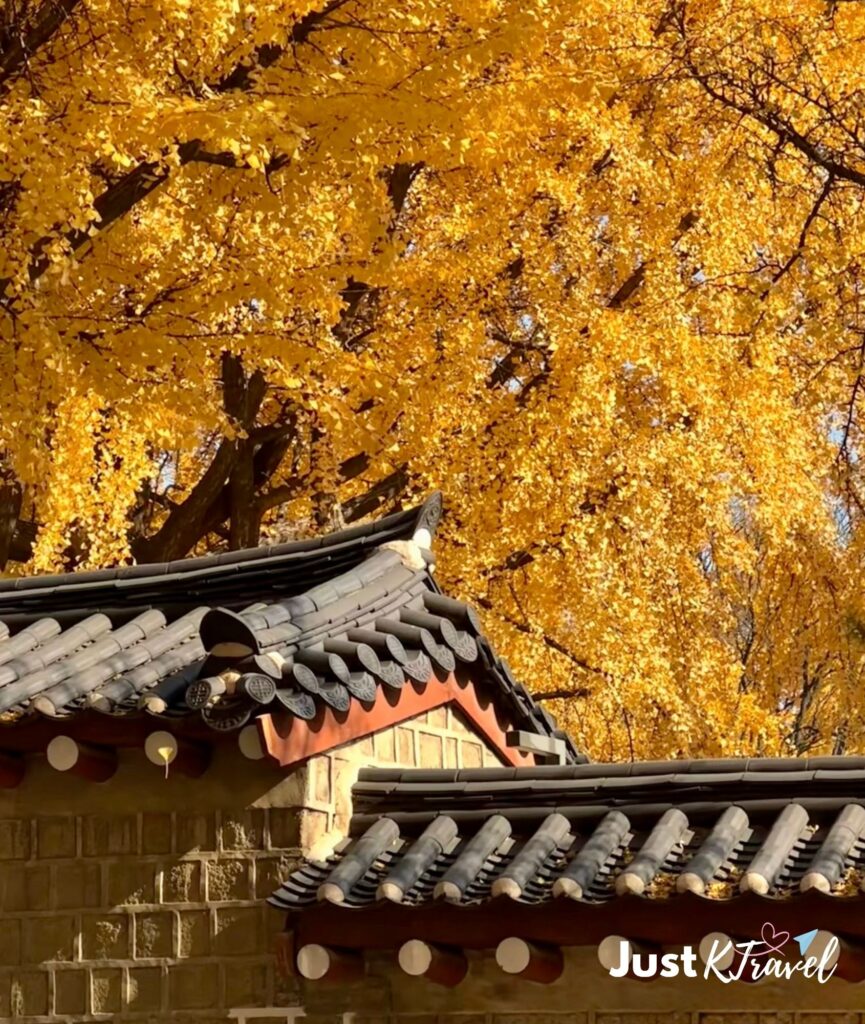 Golden ginkgo trees at Gyeongbokgung Palace in autumn