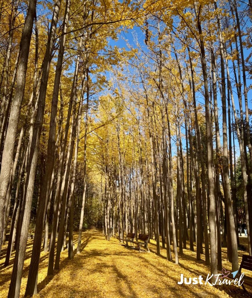 Golden ginkgo trees at Seoul Forest in autumn